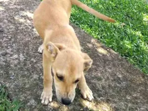 Cachorro raça Nao sei/pai labrador idade 2 a 6 meses nome Adao e Eva