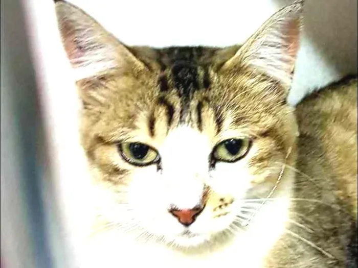 Gato ra a SRD idade 1 ano nome Princesa