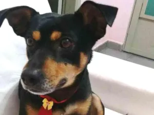 Cachorro raça SRD idade 2 anos nome Rock
