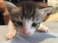 Gatinhos