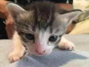 Gato raça SRD idade Abaixo de 2 meses nome Gatinhos
