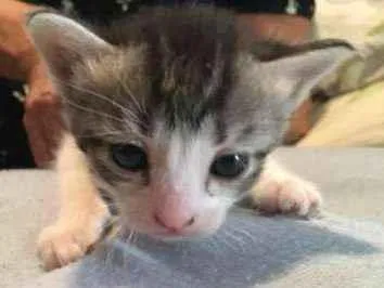 Gato ra a SRD idade Abaixo de 2 meses nome Gatinhos