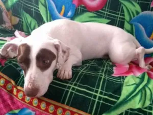 Cachorro raça Srd idade 7 a 11 meses nome Stella