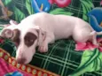 Stella