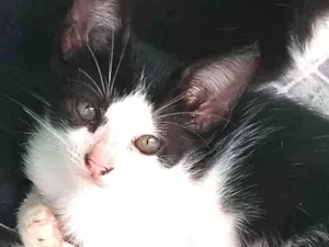 Gato raça Não sei muito bem idade 2 a 6 meses nome Sem nome