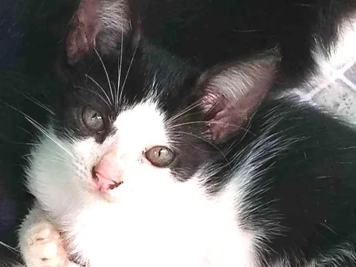 Gato ra a Não sei muito bem idade 2 a 6 meses nome Sem nome