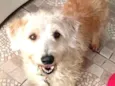Gugu