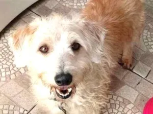 Cachorro raça Srd idade 4 anos nome Gugu