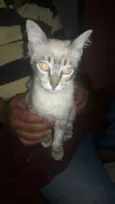 DOLINHO