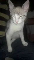 DOLINHO