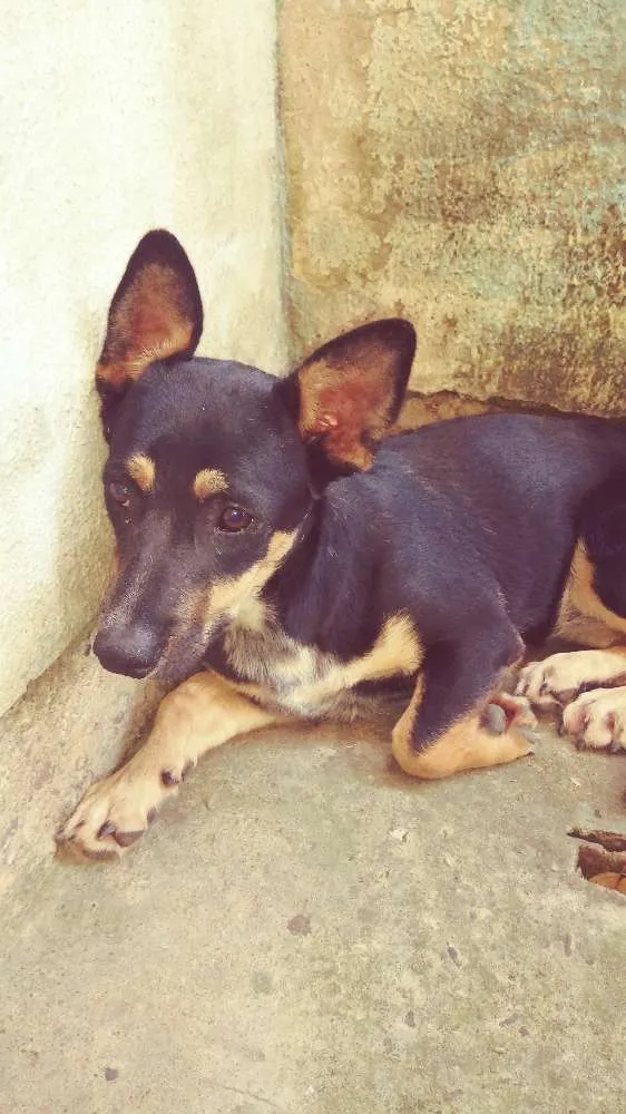 Cachorro ra a Vira lata idade 7 a 11 meses nome A escolhee