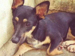 Cachorro raça Vira lata idade 7 a 11 meses nome A escolhee