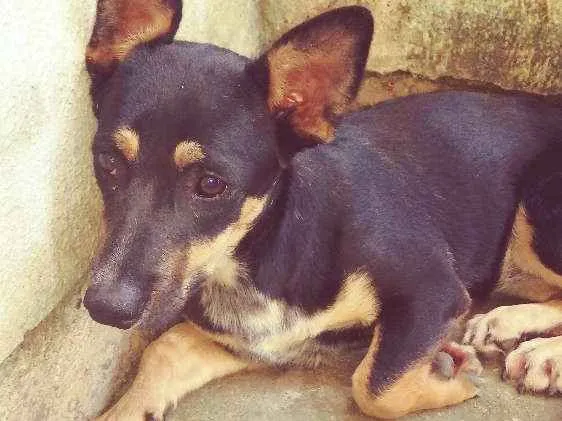 Cachorro ra a Vira lata idade 7 a 11 meses nome A escolhee