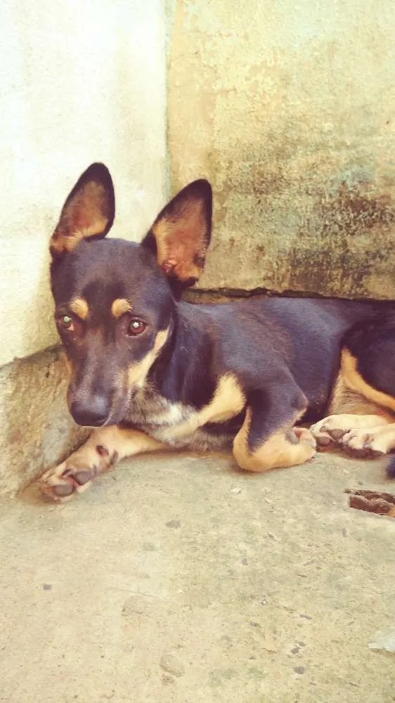 Cachorro ra a Vira lata idade 7 a 11 meses nome A escolhee