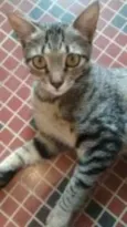 Maju