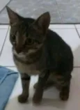 Maju