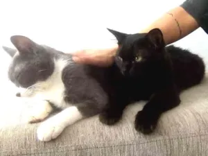 Gato raça SRD idade 1 ano nome Princesa Sofia Luke 