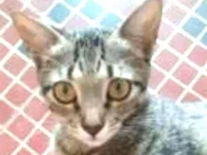 Gato raça SRD idade 2 a 6 meses nome Maju