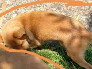 Cachorro raça Nao sei idade 2 a 6 meses nome Eva
