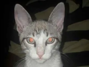 Gato raça SRD idade 7 a 11 meses nome DOLINHO