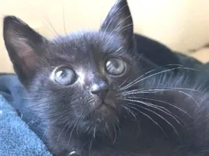 Gato raça Srd idade Abaixo de 2 meses nome Black 