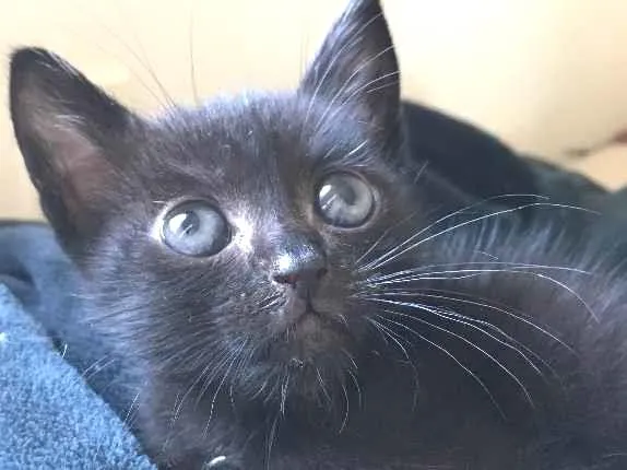 Gato ra a Srd idade Abaixo de 2 meses nome Black 