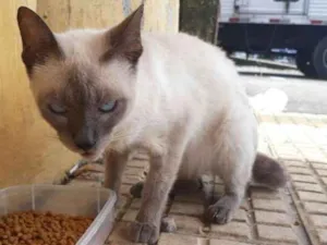Gato raça SRD idade 7 a 11 meses nome Sem nome