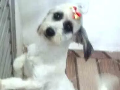 Cachorro ra a Poodle idade 3 anos nome Clara