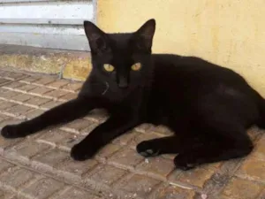 Gato raça SRD idade 7 a 11 meses nome Sem nome 