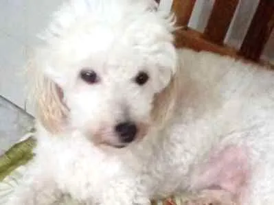 Cachorro ra a Poodle idade 5 anos nome Boneca
