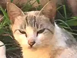 Gato raça Siamês idade 2 a 6 meses nome Não tem 