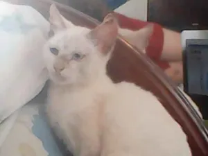 Gato raça SRD idade 2 a 6 meses nome Bowie
