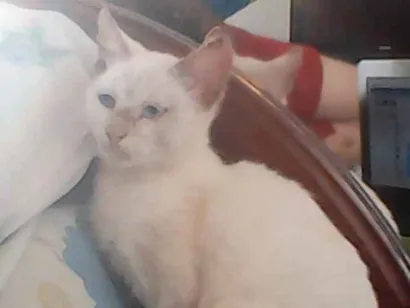 Gato raça SRD idade 2 a 6 meses nome Bowie