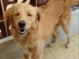Cachorro raça Mestiço de Golden idade 5 anos nome Purê