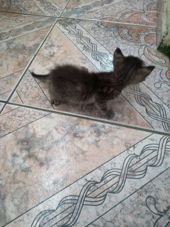 Gato ra a Vira-lata idade Abaixo de 2 meses nome Nemo