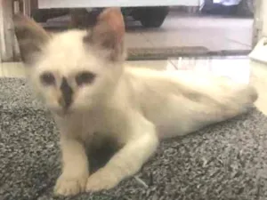 Gato raça  idade 2 a 6 meses nome Pantufa 