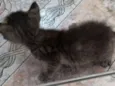 Nemo