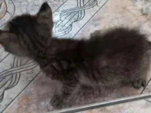 Gato raça Vira-lata idade Abaixo de 2 meses nome Nemo