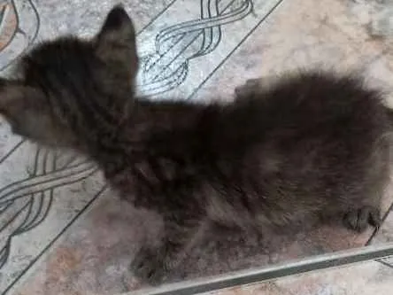 Gato ra a Vira-lata idade Abaixo de 2 meses nome Nemo