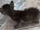 Gato raça Vira-lata idade Abaixo de 2 meses nome Nemo