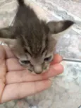 Nemo