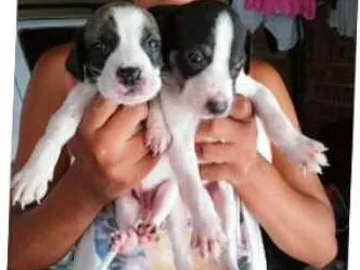 Cachorro raça Vira lata idade 2 a 6 meses nome Sem nome