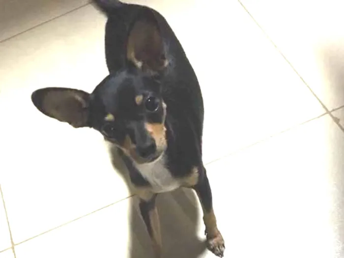 Cachorro ra a peensher idade 4 anos nome romero