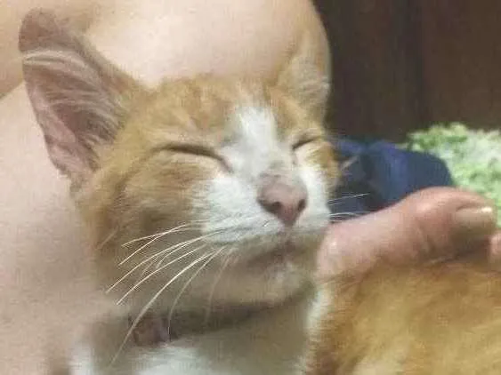 Gato ra a Não tem idade 2 a 6 meses nome Aurora