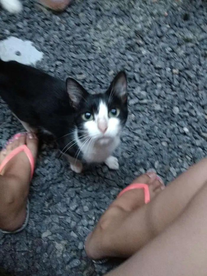 Gato ra a  idade 2 a 6 meses nome Cléo, Lili, Mimi, Me