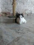 Cléo, Lili, Mimi, Me