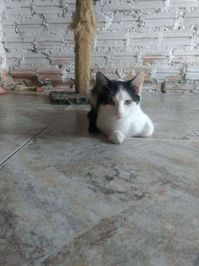 Gato ra a  idade 2 a 6 meses nome Cléo, Lili, Mimi, Me