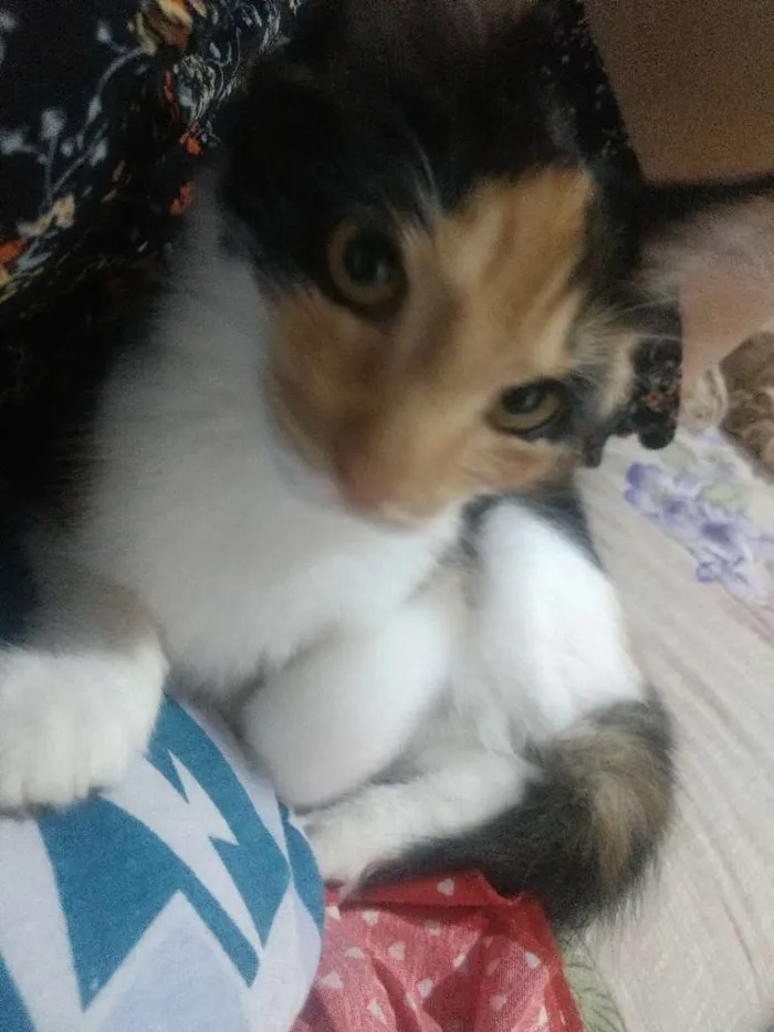 Gato ra a  idade 2 a 6 meses nome Cléo, Lili, Mimi, Me