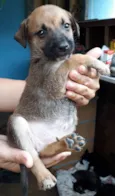 Nandinho