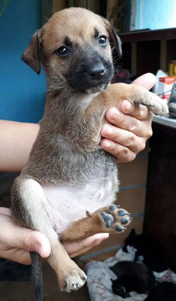 Cachorro ra a SRD idade Abaixo de 2 meses nome Nandinho